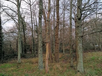 Ancient woodland for shade