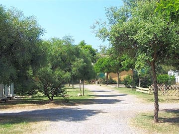 Pitches surrounded by trees