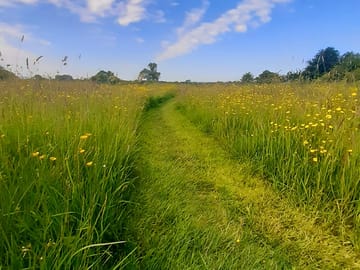 Path through the meadow