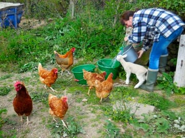 Help to feed the chickens and goats