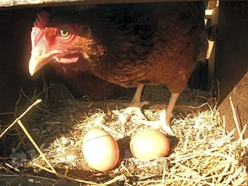 Clucking hen