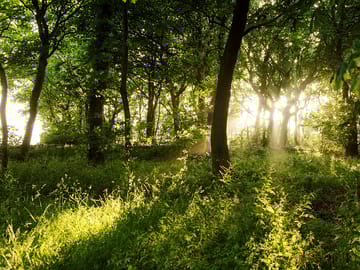 Woodland onsite
