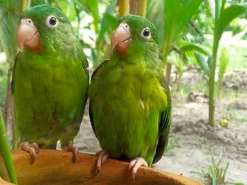 Birds to spot