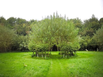 Willow dome