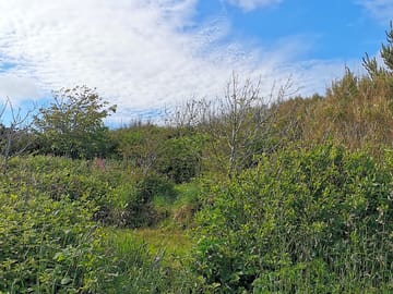 Wilder bits of the field