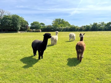 Alpacas on site