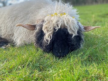 One of the site's lambs