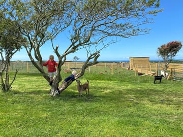 Fun with the goats