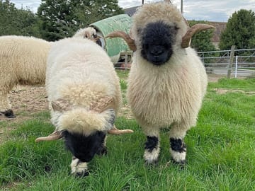 Meet the friendly sheep