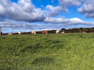 Grassy pitches