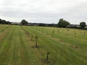 Freshly cut grass