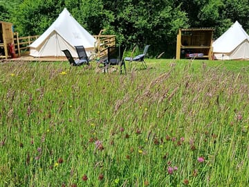 Meadow views