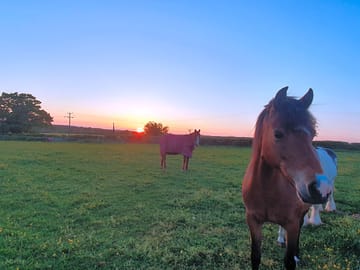 Horses for neighbours
