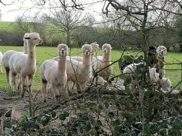 Alpacas in the next field