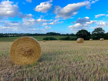 Organic straw baled up after harvest