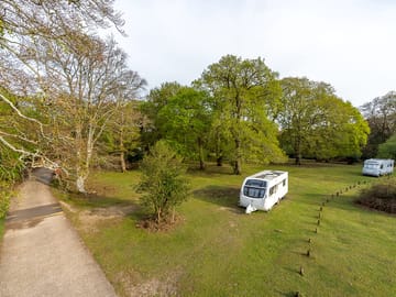 Pitch up in the forest