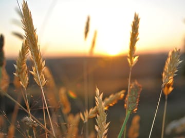Sunset on site