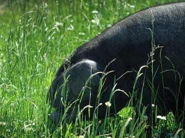 Beauty the pig out for a walk