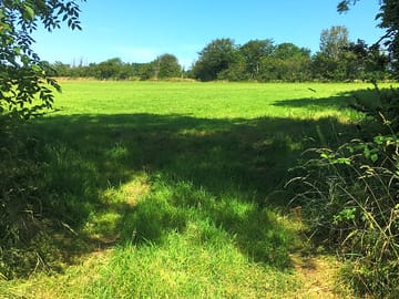 Main field