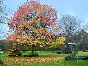 Autumn at the site