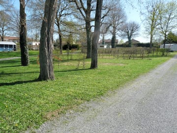 Grass pitches among the trees