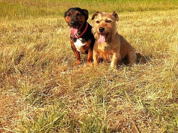 Our dogs