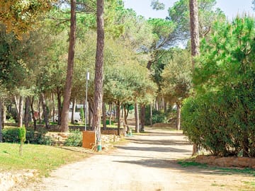 Shade-giving trees on site
