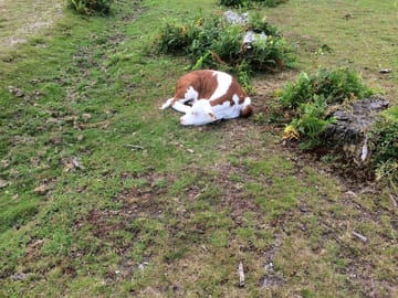 Calf on site