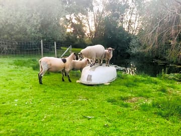 Sheep on site