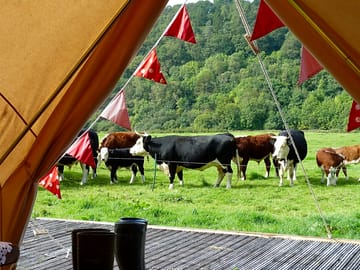 Nosey neighbours