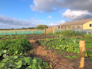 Vegetable farm