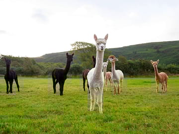 Alpacas