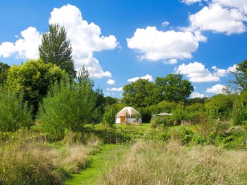 Beech yurt
