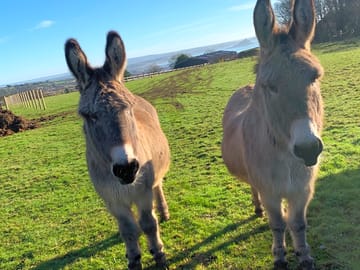 Donkeys on the farm