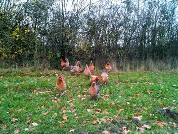 Cream legbar hens
