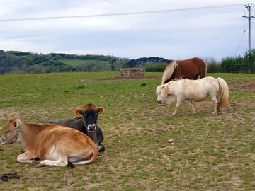 Animals in the field