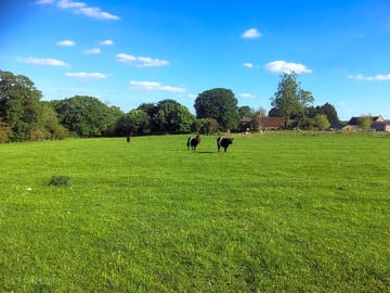 Green field