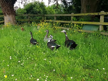 Ducks on site