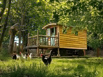 Our Chickens visiting the Hut