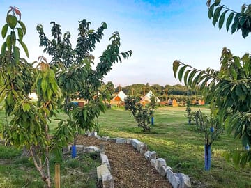 Path through the orchard
