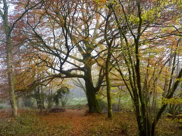 The woods in autumn