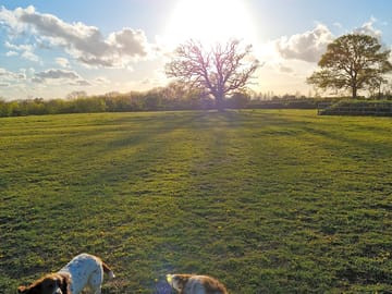 Camping field and furry friends