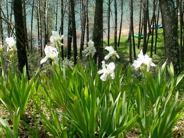 Beautiful wildflowers in the surroundings