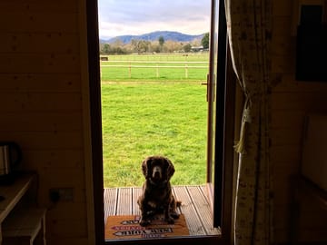 Dog-friendly site