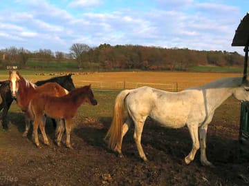Horses for all ages to ride