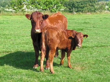 One of our cows
