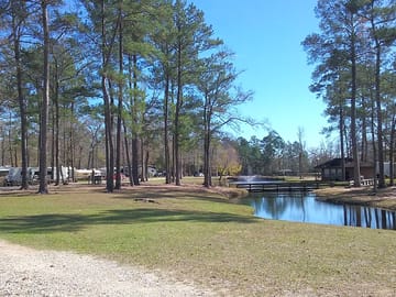 Large pine trees by one of the ponds