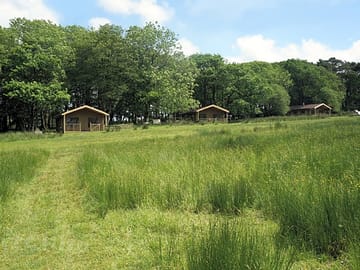 Three tents set into a strip of magical woodland