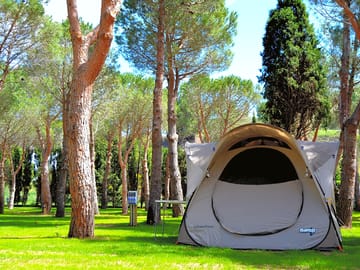 Pitch under the shade of trees