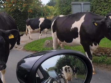 Resident cows